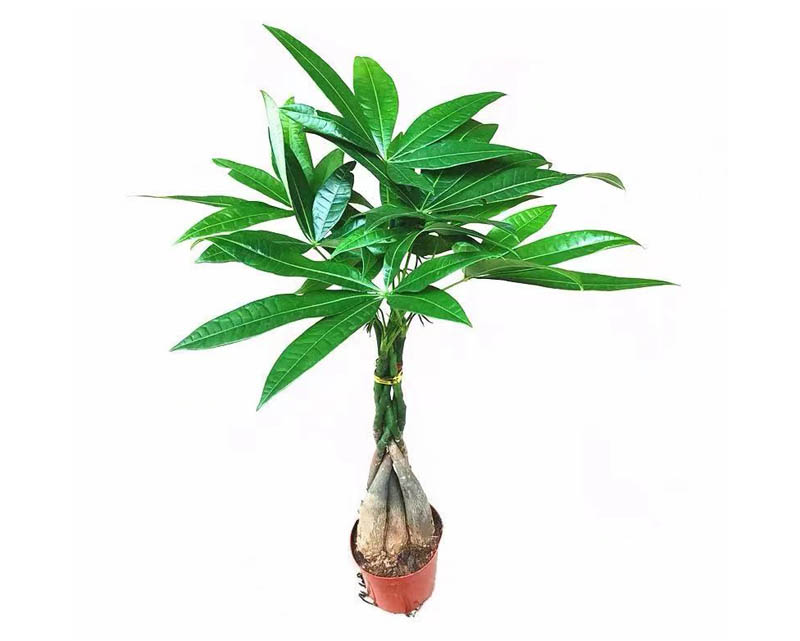 辮子發(fā)財(cái)樹